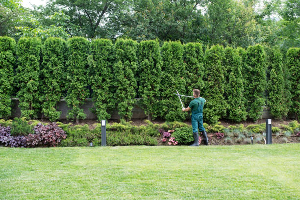 Reliable Brock Hall, MD Tree Services Solutions